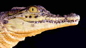 The Unbelievable Crocodile Problem In Mozambique
