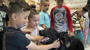 Dogs trained to sniff out COVID in schools are getting a lot of love for their efforts
