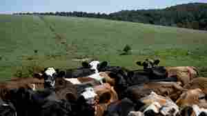 What consumers should know about the milk testing positive for bird flu
