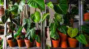 Plants can communicate and respond to touch. Does that mean they're intelligent?