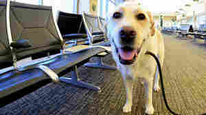 The CDC issues new rules for bringing dogs into the U.S., aimed at keeping out rabies