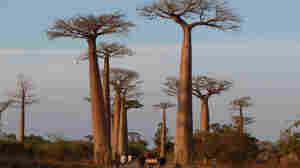 Scientists reveal mysterious origin of Baobab trees, Rafiki's home in 'The Lion King'