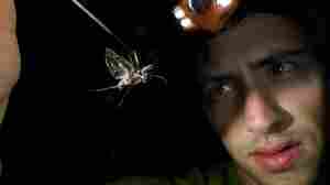To escape hungry bats, these flying beetles create an ultrasound 'illusion'