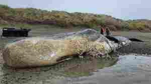 The jawbone of washed-up whale in New Zealand was removed with chainsaw and stolen 