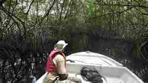 Mangroves protect communities from storms. Half are at risk of collapse, report finds