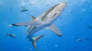A silky shark named Genie swam 17,000 miles, a record-breaking migration