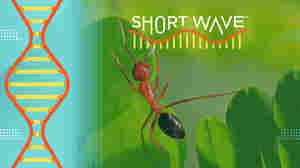 Like humans, these ants can perform leg amputations to save lives