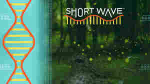 The magic — and science — of synchronous firefly displays