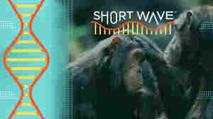 What chimpanzee gestures reveal about human communication
