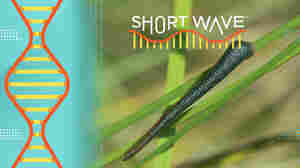 We hate to tell you this, but there are leeches that can jump