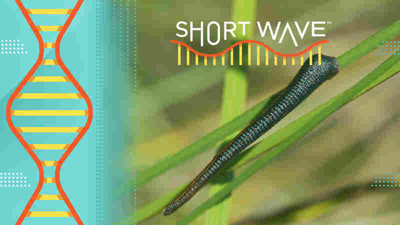 We hate to tell you this, but there are leeches that can jump
