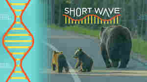 To save the grizzlies, scientists are thinking like bears