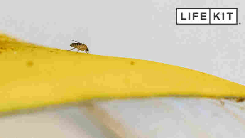 LISTEN: Fruit flies don't appear out of nowhere. Here's how to get rid of them