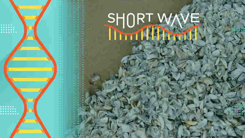 Here's what's missing from the invasive species narrative