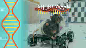 These scientists taught rats to drive tiny cars. Turns out, it's good for them