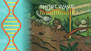 A bug that jets pee? These comics illustrate nature's real-life superpowers