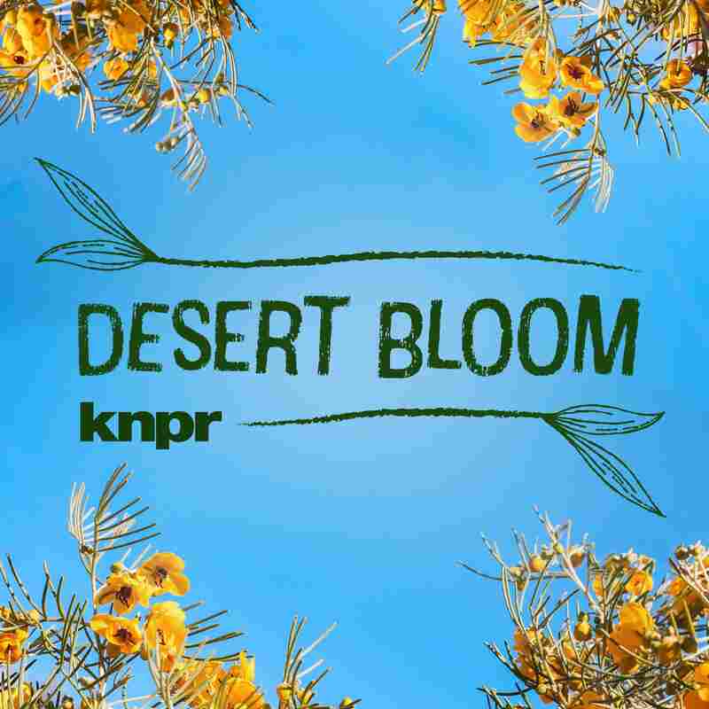 Desert Bloom
